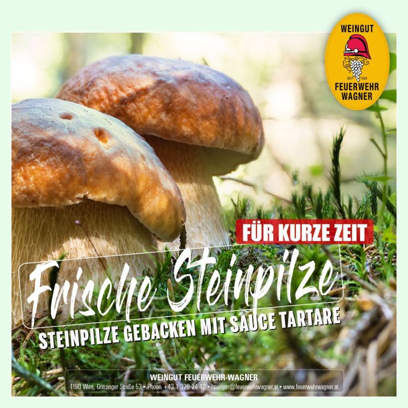 Steinpilze